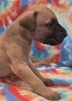 AKC Fawn, a male Great Dane for sale in Pipestone, MN – 3 of 8