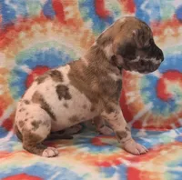AKC Brindlequin, a female Great Dane for sale in Pipestone, MN – 5 of 7