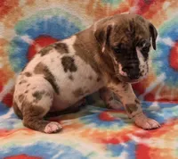 AKC Brindlequin, a female Great Dane for sale in Pipestone, MN – 4 of 7
