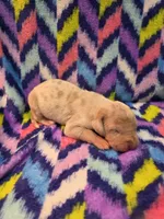 AKC Lilac fawn merle male , a male Great Dane for sale in Pipestone, MN – 9 of 9