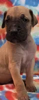 AKC Fawn, a male Great Dane for sale in Pipestone, MN – 2 of 8