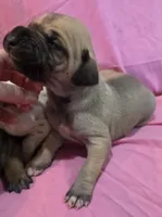 AKC fawn female #1, a female Great Dane for sale in Pipestone, MN – Photo 4 of 8