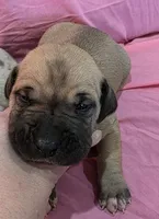 AKC fawn female #1, a female Great Dane for sale in Pipestone, MN – Photo 1 of 8