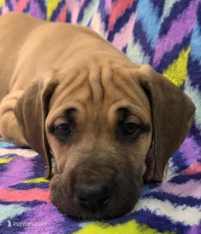 AKC fawn female #1 – Great Dane puppy for sale in Pipestone, MN