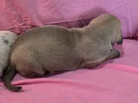 AKC fawn female #1, a female Great Dane for sale in Pipestone, MN – Photo 5 of 8