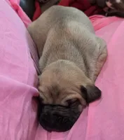 AKC fawn female #1, a female Great Dane for sale in Pipestone, MN – Photo 2 of 8