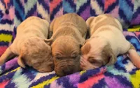 AKC Lilac fawn harlequin male , a male Great Dane for sale in Pipestone, MN – 7 of 8