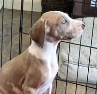 AKC Blue Fawn harlequin female , a female Great Dane for sale in Pipestone, MN – 3 of 10