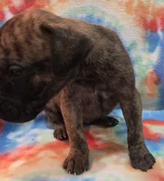 AKC Brindle #1, a female Great Dane for sale in Pipestone, MN – 7 of 8
