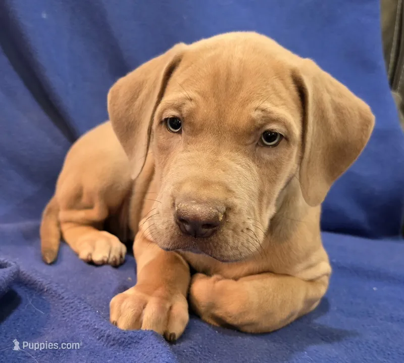 AKC Lilac fawn female  – Great Dane puppy for sale in Pipestone, MN
