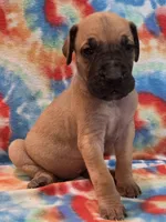 AKC Fawn, a male Great Dane for sale in Pipestone, MN – 5 of 8