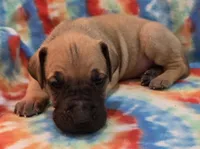 AKC Fawn, a male Great Dane for sale in Pipestone, MN – 7 of 8