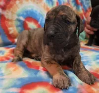 AKC Brindle , a male Great Dane for sale in Pipestone, MN – 1 of 8