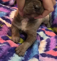 AKC Blue Fawn female , a female Great Dane for sale in Pipestone, MN – 5 of 8