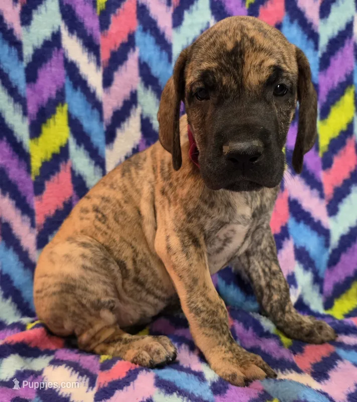 AKC Brindle #1 – Great Dane puppy for sale in Pipestone, MN