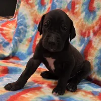 AKC Black , a female Great Dane for sale in Pipestone, MN – 8 of 8