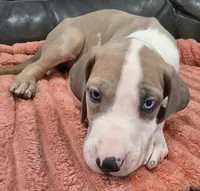 AKC Blue Fawn harlequin female , a female Great Dane for sale in Pipestone, MN – 7 of 10