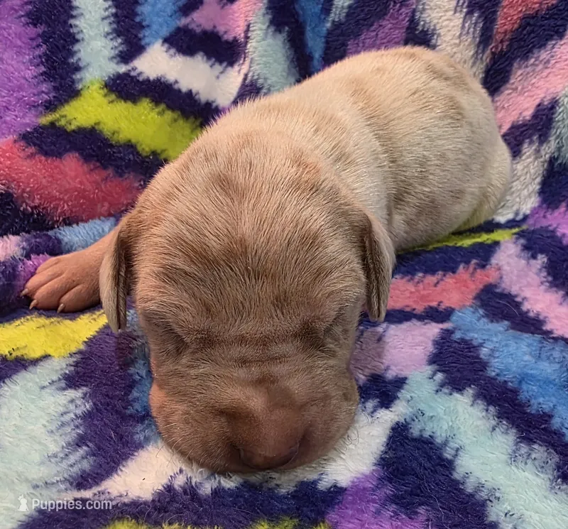 AKC Lilac fawn merle male  – Great Dane puppy for sale in Pipestone, MN