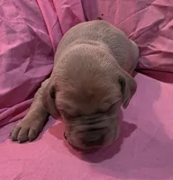 AKC Blue Fawn female, a female Great Dane for sale in Pipestone, MN – Photo 1 of 7