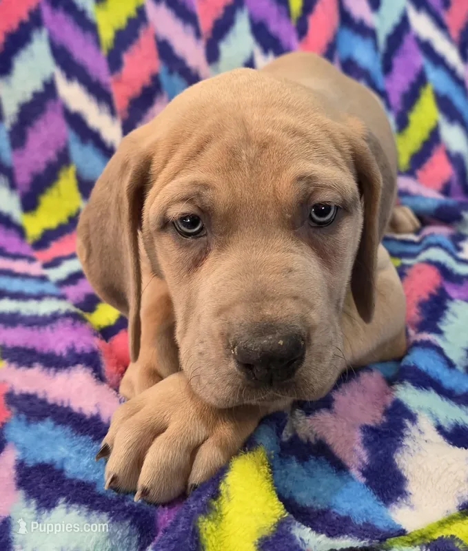 AKC Blue Fawn female – Great Dane puppy for sale in Pipestone, MN