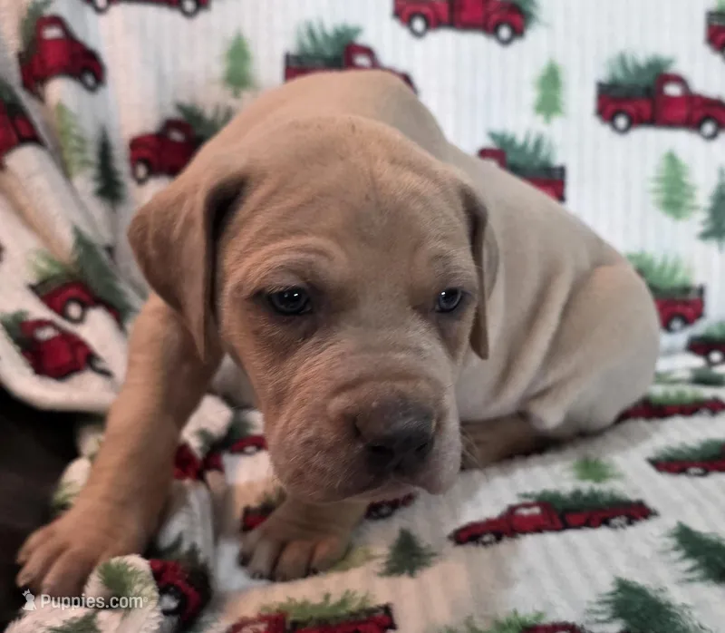 AKC Blue Fawn female – Great Dane puppy for sale in Pipestone, MN