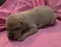 AKC Blue Fawn female, a female Great Dane for sale in Pipestone, MN – Photo 2 of 7