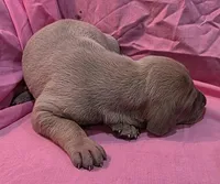 AKC Blue Fawn female, a female Great Dane for sale in Pipestone, MN – Photo 3 of 7