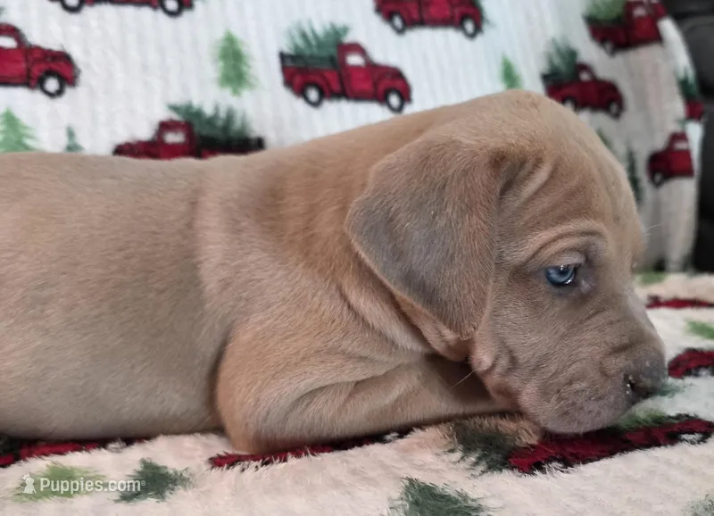AKC Blue Fawn female – Great Dane puppy for sale in Pipestone, MN