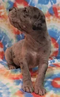 AKC merle, a female Great Dane for sale in Pipestone, MN – 5 of 9