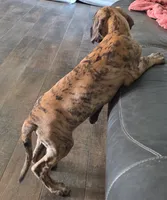 AKC Brindle #1, a female Great Dane for sale in Pipestone, MN – 4 of 10