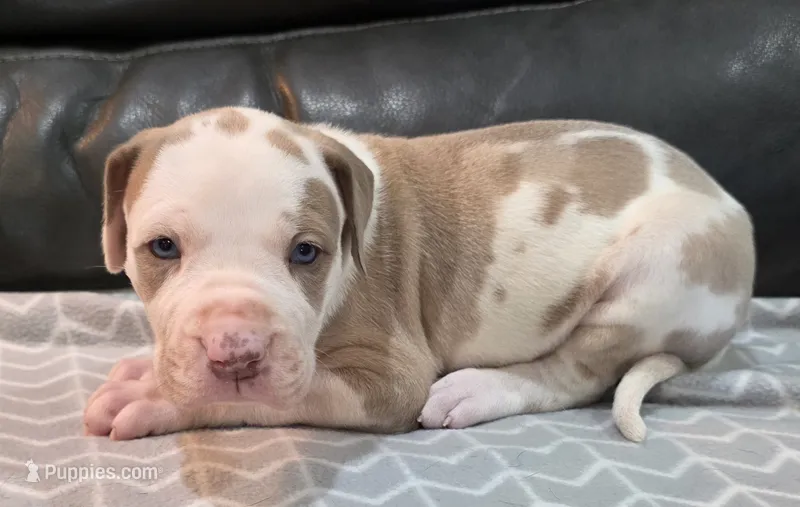 AKC Lilac fawn harlequin female  – Great Dane puppy for sale in Pipestone, MN