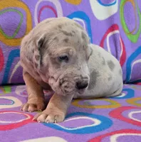 AKC Blue Fawn merle female , a female Great Dane for sale in Pipestone, MN – 6 of 10