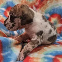 AKC Brindlequin, a female Great Dane for sale in Pipestone, MN – 6 of 7