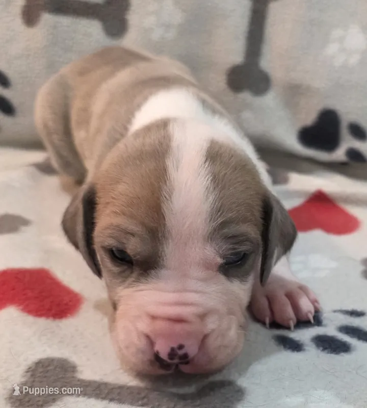 AKC Blue Fawn harlequin female  – Great Dane puppy for sale in Pipestone, MN