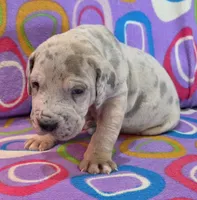 AKC Blue Fawn merle female , a female Great Dane for sale in Pipestone, MN – 3 of 10