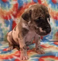 AKC Brindlequin, a female Great Dane for sale in Pipestone, MN – 2 of 7
