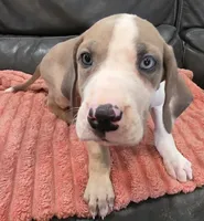 AKC Blue Fawn harlequin female , a female Great Dane for sale in Pipestone, MN – 10 of 10