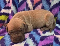 AKC Blue Fawn male, a male Great Dane for sale in Pipestone, MN – 4 of 7