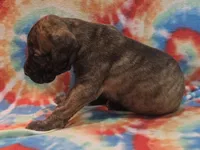 AKC Brindle #2, a female Great Dane for sale in Pipestone, MN – 2 of 7