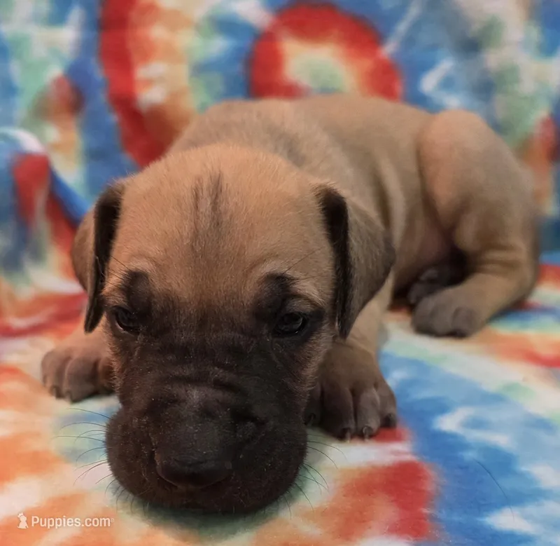 AKC Fawn – Great Dane puppy for sale in Pipestone, MN