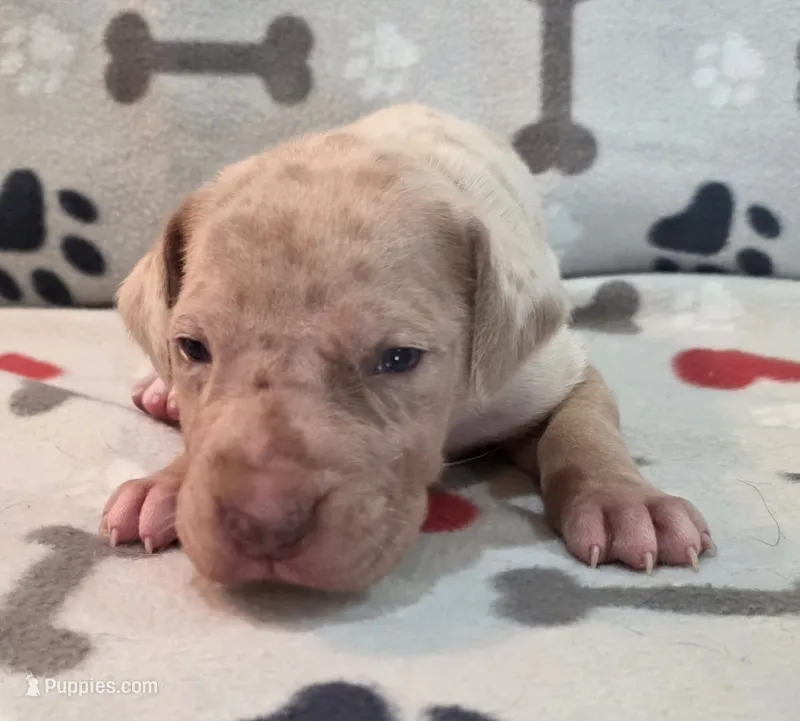 AKC Lilac fawn merle male  – Great Dane puppy for sale in Pipestone, MN