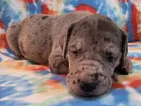 AKC merle, a female Great Dane for sale in Pipestone, MN – 6 of 9