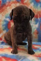 AKC Brindle #1, a female Great Dane for sale in Pipestone, MN – 2 of 8