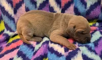 AKC Blue Fawn male, a male Great Dane for sale in Pipestone, MN – 3 of 7