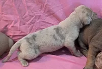 AKC Blue Fawn merle female #2, a female Great Dane for sale in Pipestone, MN – Photo 5 of 8