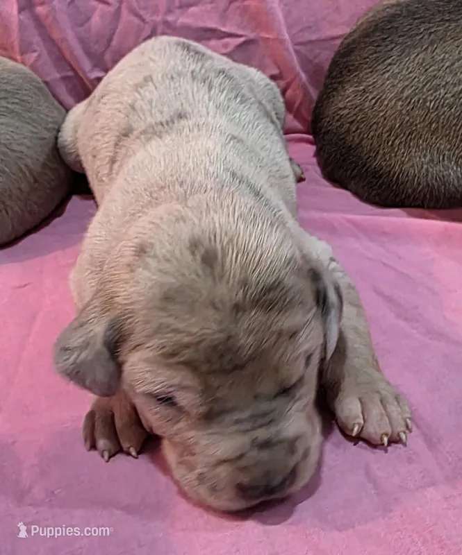 AKC Blue Fawn merle female #2, a female Great Dane for sale in Pipestone, MN – Photo 1 of 8