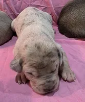 AKC Blue Fawn merle female #2, a female Great Dane for sale in Pipestone, MN – Photo 1 of 8