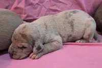 AKC Blue Fawn merle female #2, a female Great Dane for sale in Pipestone, MN – Photo 3 of 8