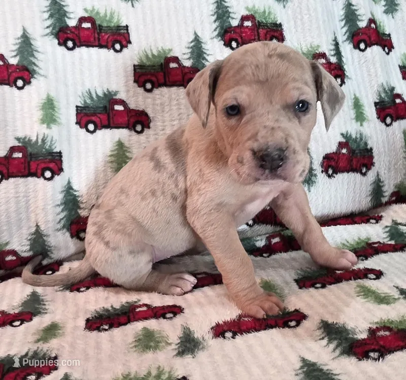 AKC Blue Fawn merle female #2 – Great Dane puppy for sale in Pipestone, MN