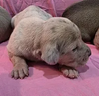 AKC Blue Fawn merle female #2, a female Great Dane for sale in Pipestone, MN – Photo 4 of 8